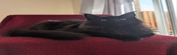 Maine Coon cats for sale: 5 mainne coon kittens  - Advert 13
