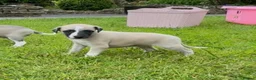 Whippet dogs for sale: Stunning Fawn Whippet Pups  in Winkleigh - Advert 21