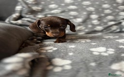 Miniature Dachshund dogs for sale: Miniature Dachshund Puppies  - Image 12