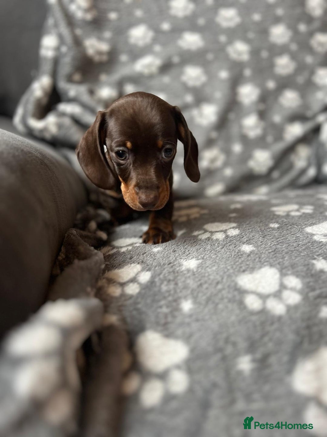 Miniature Dachshund dogs for sale: Miniature Dachshund Puppies  - Image 12
