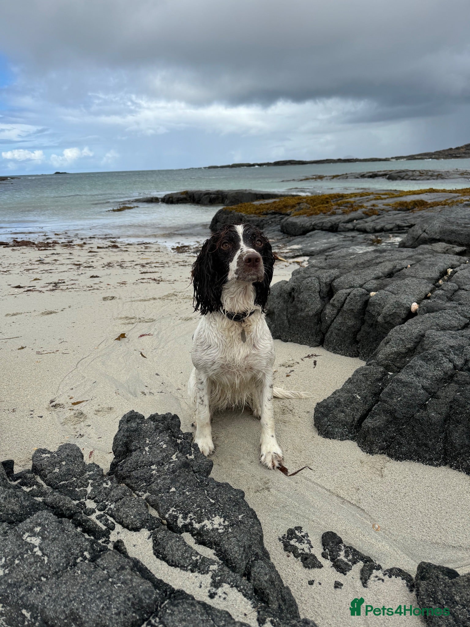 English Springer Spaniel dogs KC Reg Litter - Liver & White x Black & White - Advert 2