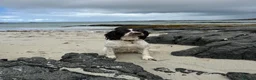 English Springer Spaniel dogs for sale: KC Reg Litter - Liver & White x Black & White - Advert 2