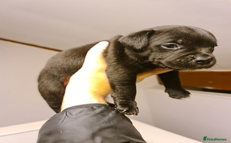 Staffordshire Bull Terrier dogs - Advert 11