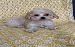 Maltipoo dogs for sale: WAITING LIST NOW OPEN Beautiful h/tested maltipoos - Image 9