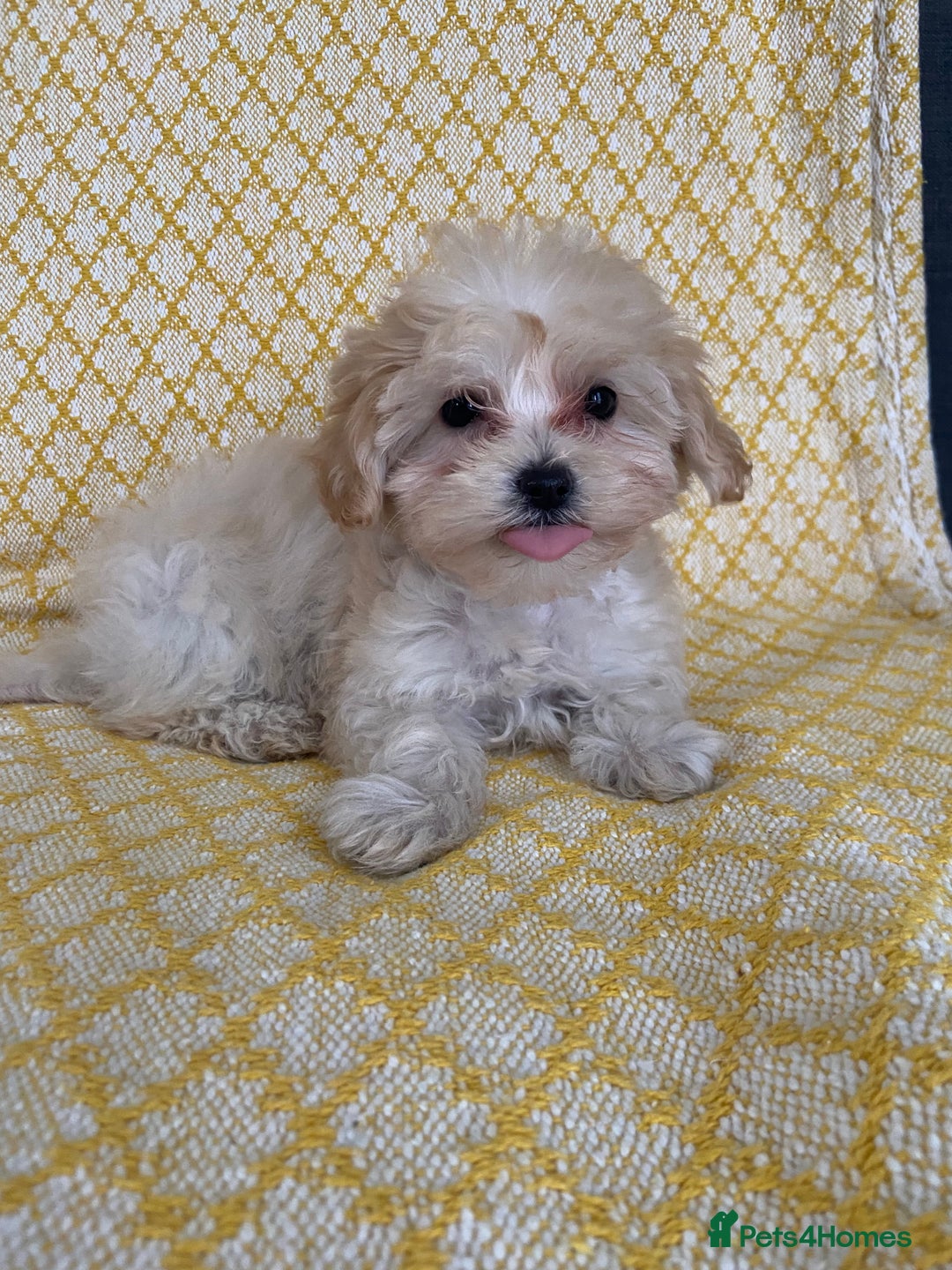 Maltipoo dogs for sale: WAITING LIST NOW OPEN Beautiful h/tested maltipoos - Image 9