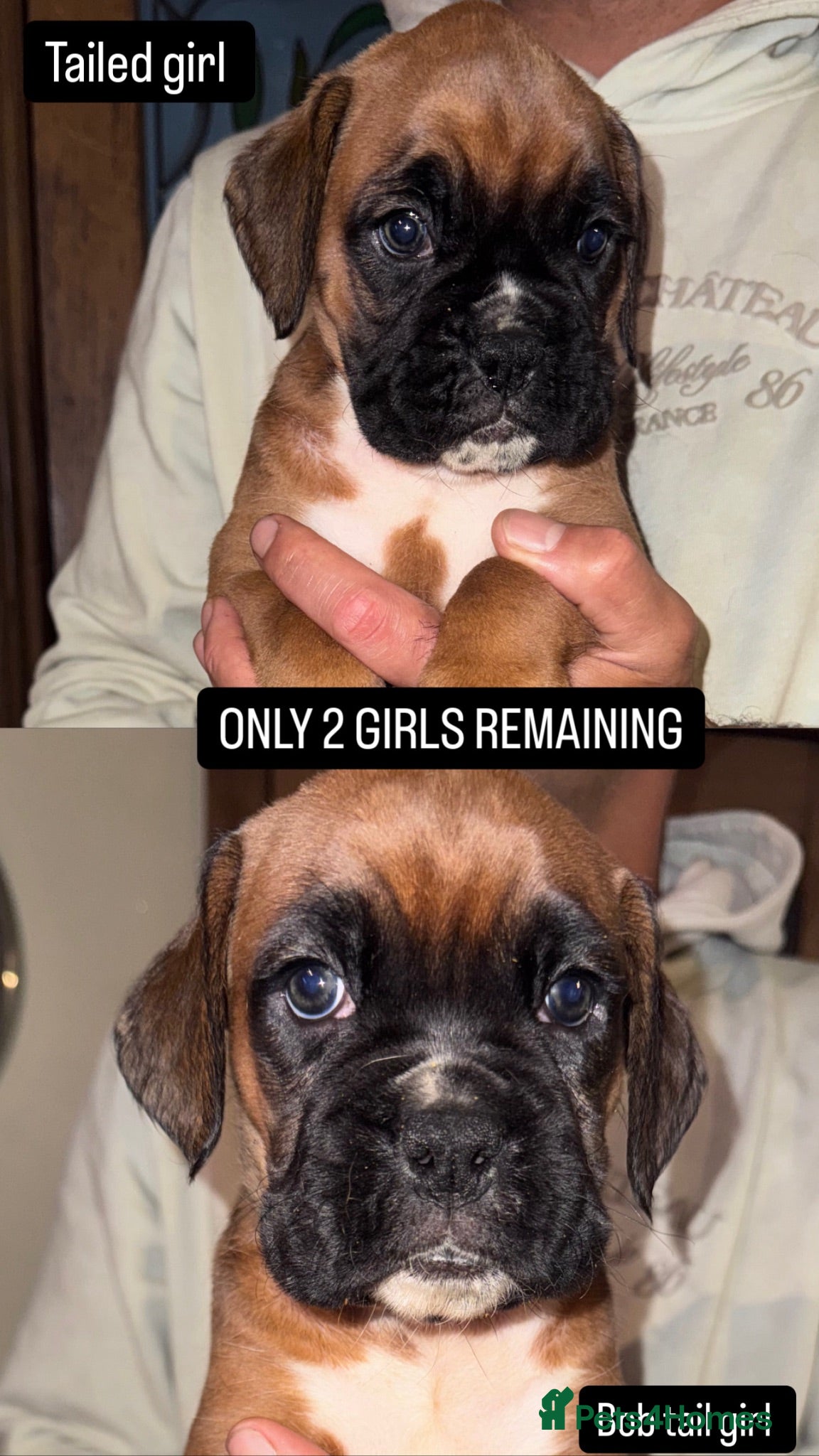 Boxer dogs ONLY 2 REMAING Kennel Club Registered BoxerPuppies - Advert 1