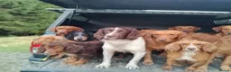 Springador dogs for sale: F1 springadors .  in Thirsk - Advert 17