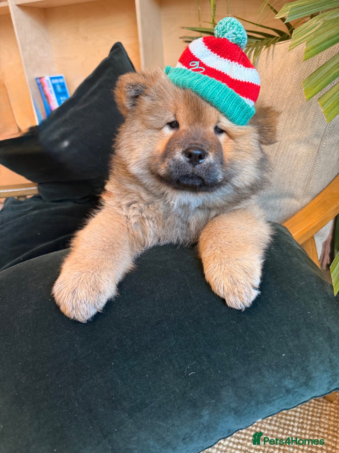 Chow Chow dogs for sale: Chow Puppies looking for new home - Image 23