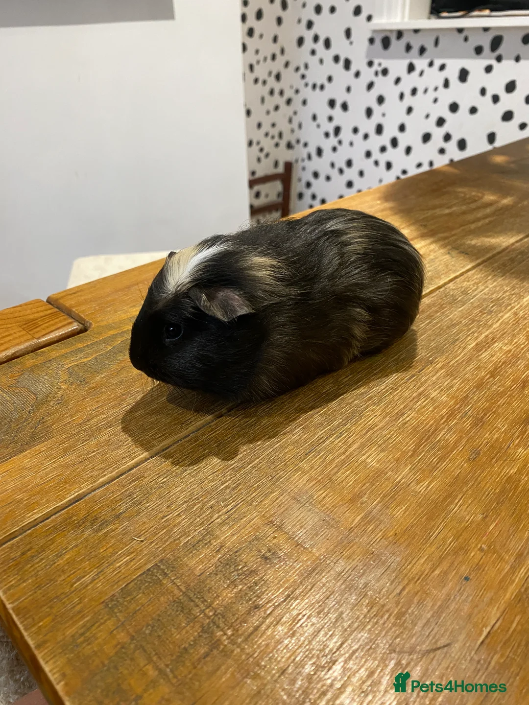 Guinea Pig rodents for sale: Male Guinea Pigs - Advert 4