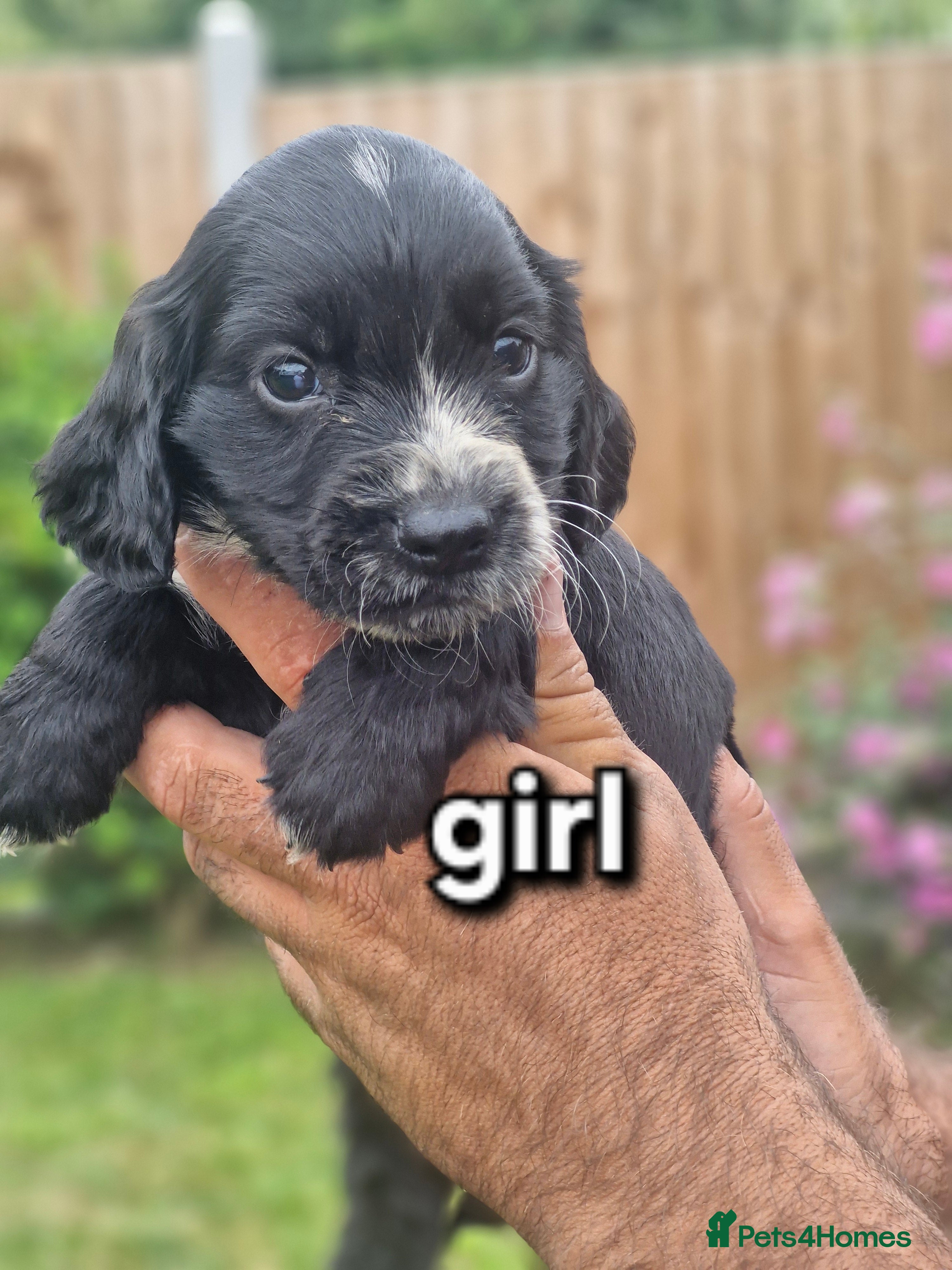 Cocker Spaniel dogs Cocker spaniel  - Advert 2