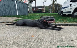 Staffordshire Bull Terrier dogs for stud: Proven KC Blue Staffy For Stud  - Image 3