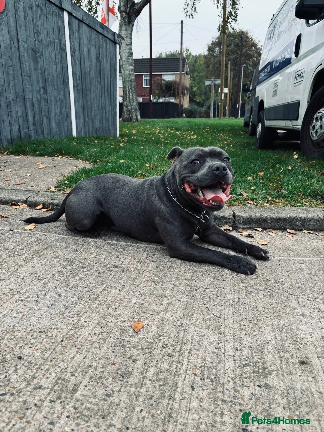 Staffordshire Bull Terrier dogs for stud: Proven KC Blue Staffy For Stud  - Image 3