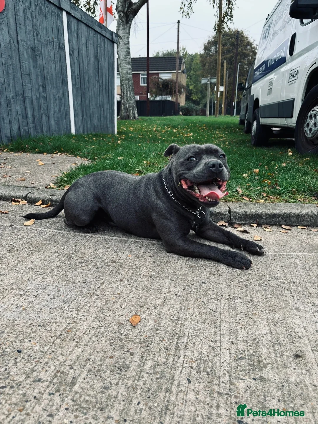 Staffordshire Bull Terrier dogs for stud: Proven KC Blue Staffy For Stud  - Advert 3