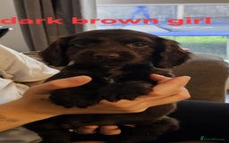 Cocker Spaniel dogs for sale: Beautiful Cocker spaniels - Image 15