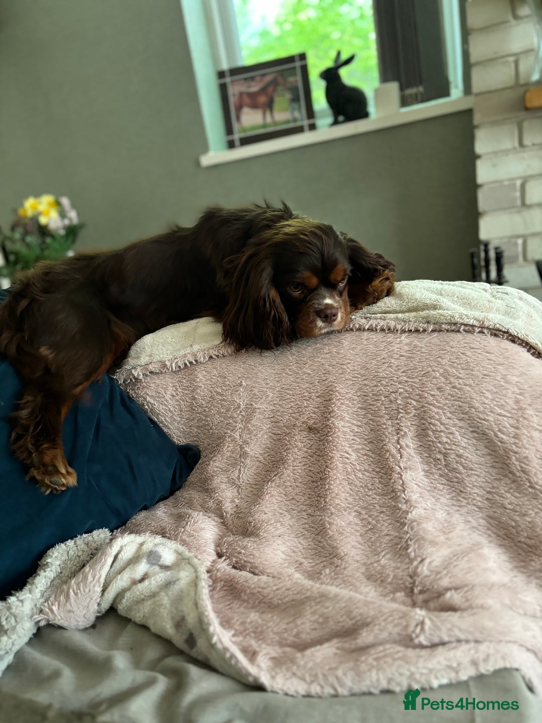Cavalier King Charles Spaniel dogs for stud: THE BEST Looking CHOCOLATE🍫🐶 CAVALIER STUD - Image 12