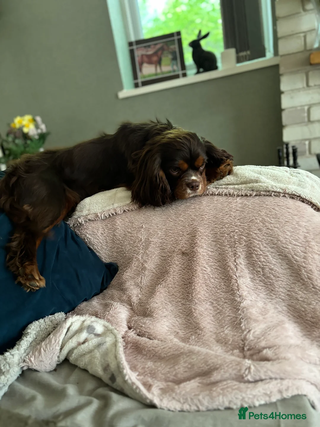 Cavalier King Charles Spaniel dogs for stud: THE BEST Looking CHOCOLATE🍫🐶 CAVALIER STUD - Advert 12