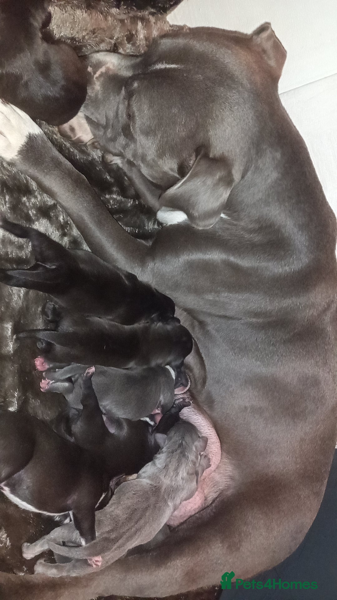 Staffordshire Bull Terrier dogs for sale: 🌟 Top Quality blue / black staff's 🌟  - Advert 4