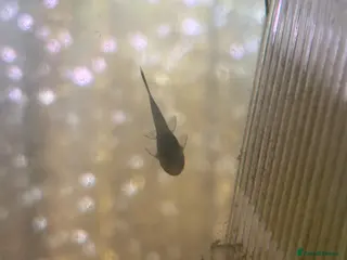 Plecos fish Bristlenose plecos - Advert 6