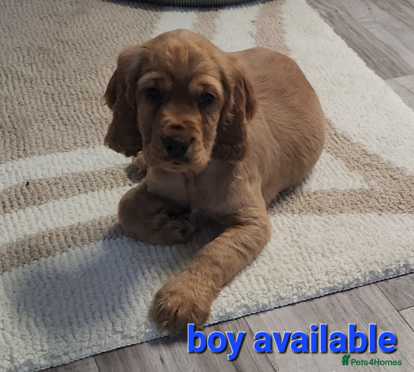 Cocker Spaniel dogs Cocker Spaniel puppies  - Advert 12