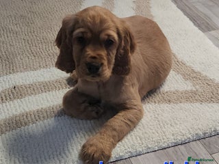 Cocker Spaniel dogs Cocker Spaniel puppies - Advert 17