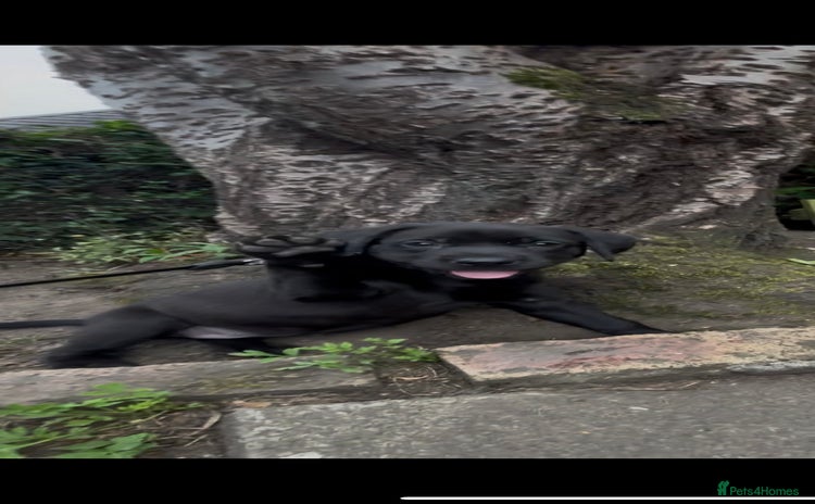 Labrador Retriever dogs - Advert 7
