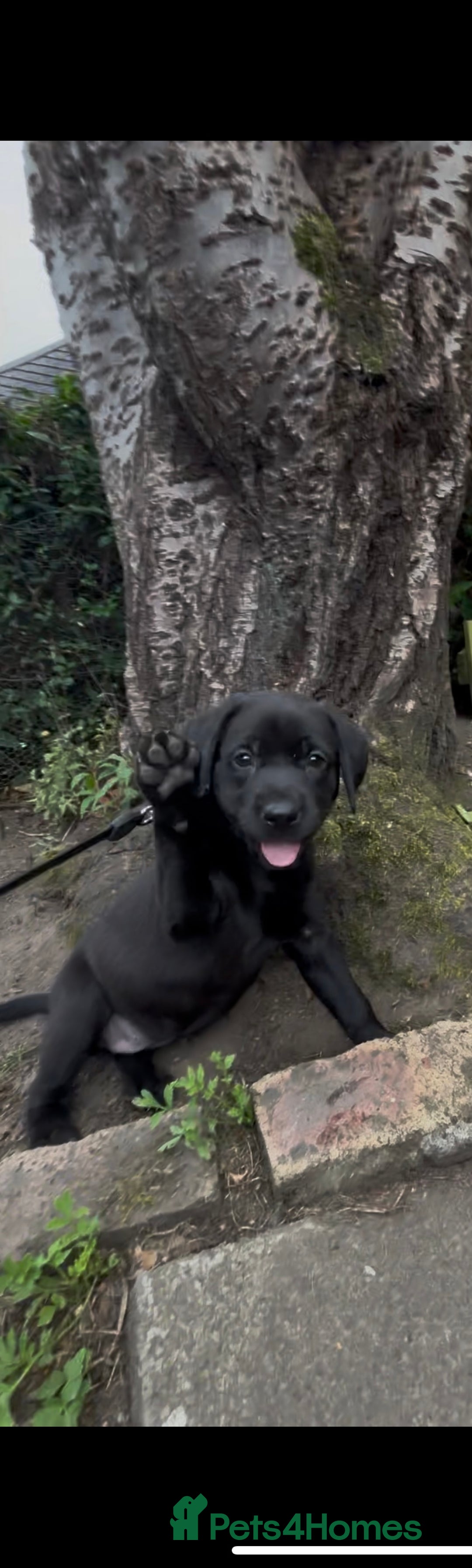 Labrador Retriever dogs for sale: KC registered Labrador retrievers for sale  - Image 7