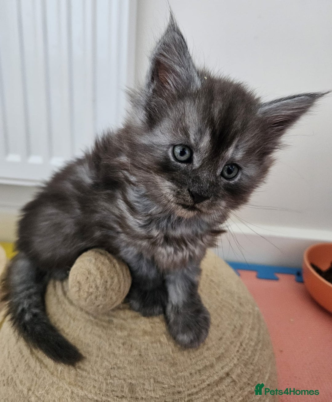 Maine Coon cats for sale: Maine coon kittens  - Advert 12