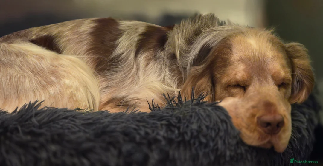 Cocker Spaniel dogs for stud: Proven Track Record Cocker Spaniel Stud - Advert 5