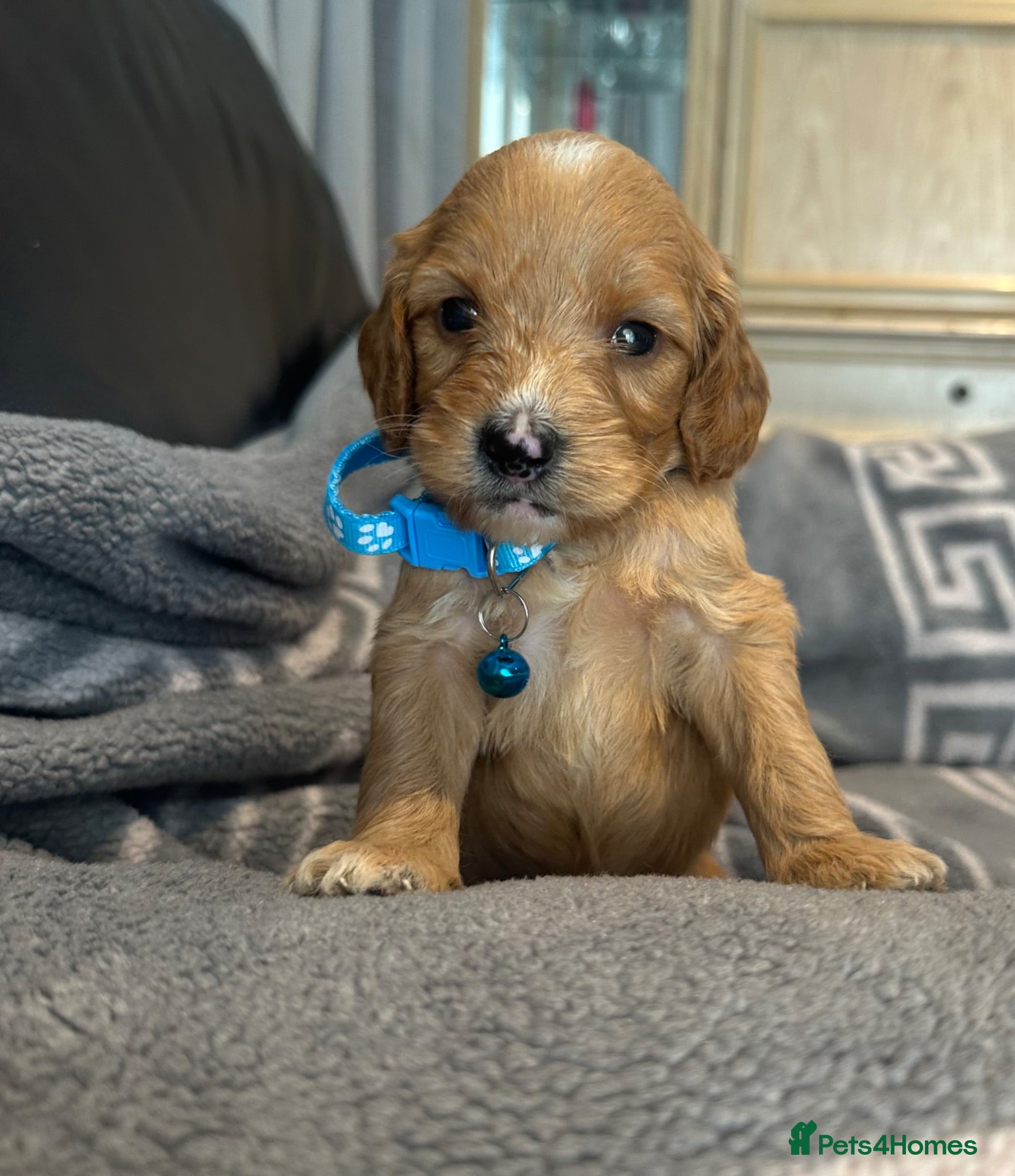 Cockapoo dogs F1 cockapoo boys ready 16 July  - Advert 3