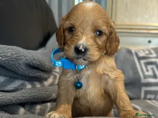 Cockapoo dogs F1 cockapoo boys ready 16 July - Advert 2