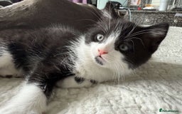 British Shorthair cats for sale: Cross British short hair kittens  - Image 5