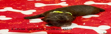 Sproodle Puppy 5, Chocolate girl, Lime green collar