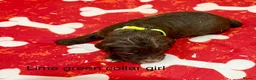 Sproodle dogs for sale: Sproodle Puppies from experienced, licensed breedr - Advert 9