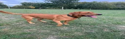 Labrador Retriever dogs for sale: Ted - Fox Labrador - Advert 3