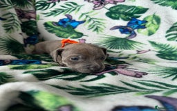 Mixed Breed dogs for sale: Beautiful Daffys - staffy cross dachshund  - Image 19