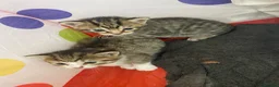 Mixed Breed cats for sale: 5x kittens for sale  in Hull - Advert 8