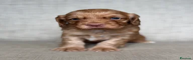 Cocker Spaniel 2