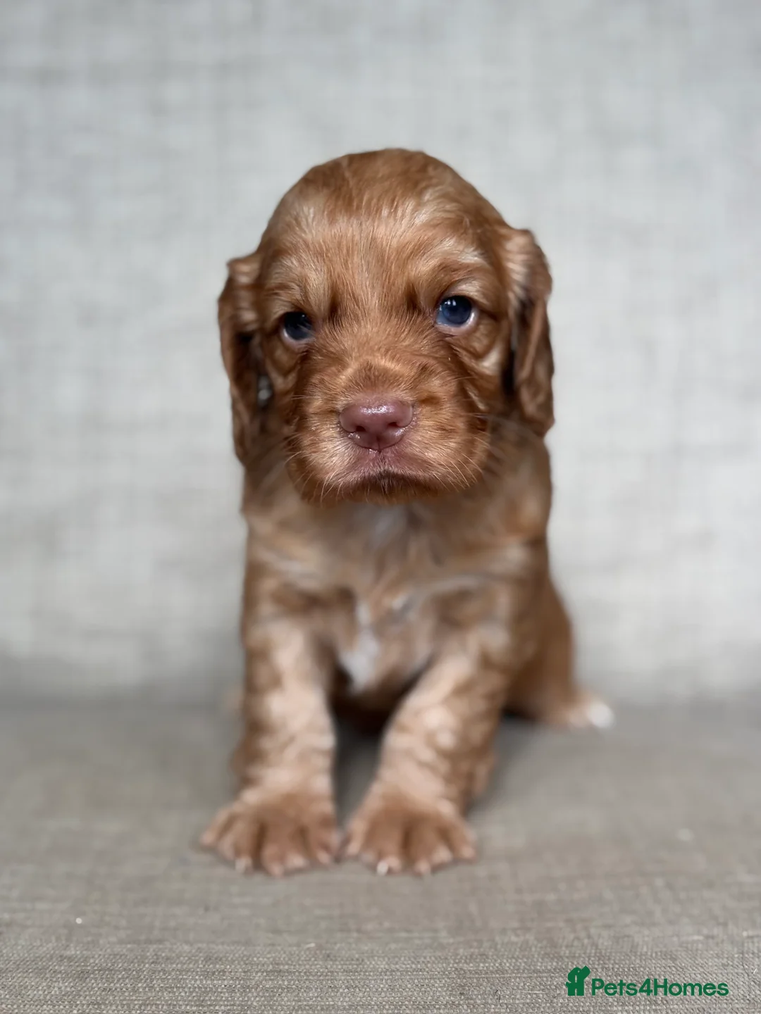 Cocker Spaniel dogs for sale: BEAUTIFUL KC COCKER SPANIEL PUPPIES  - Advert 2