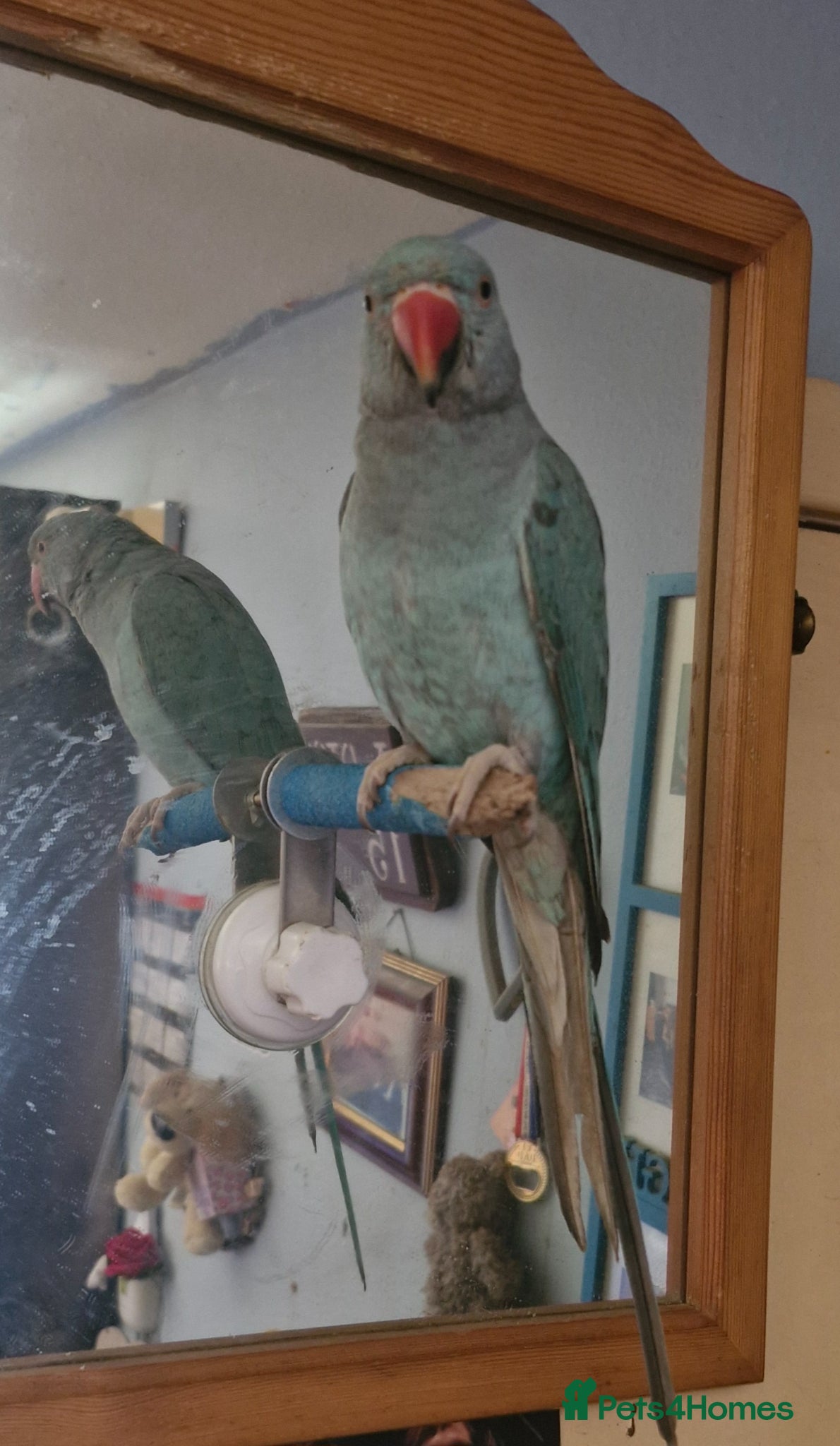 Ringnecks birds 2 birds for rehoming  - Advert 15