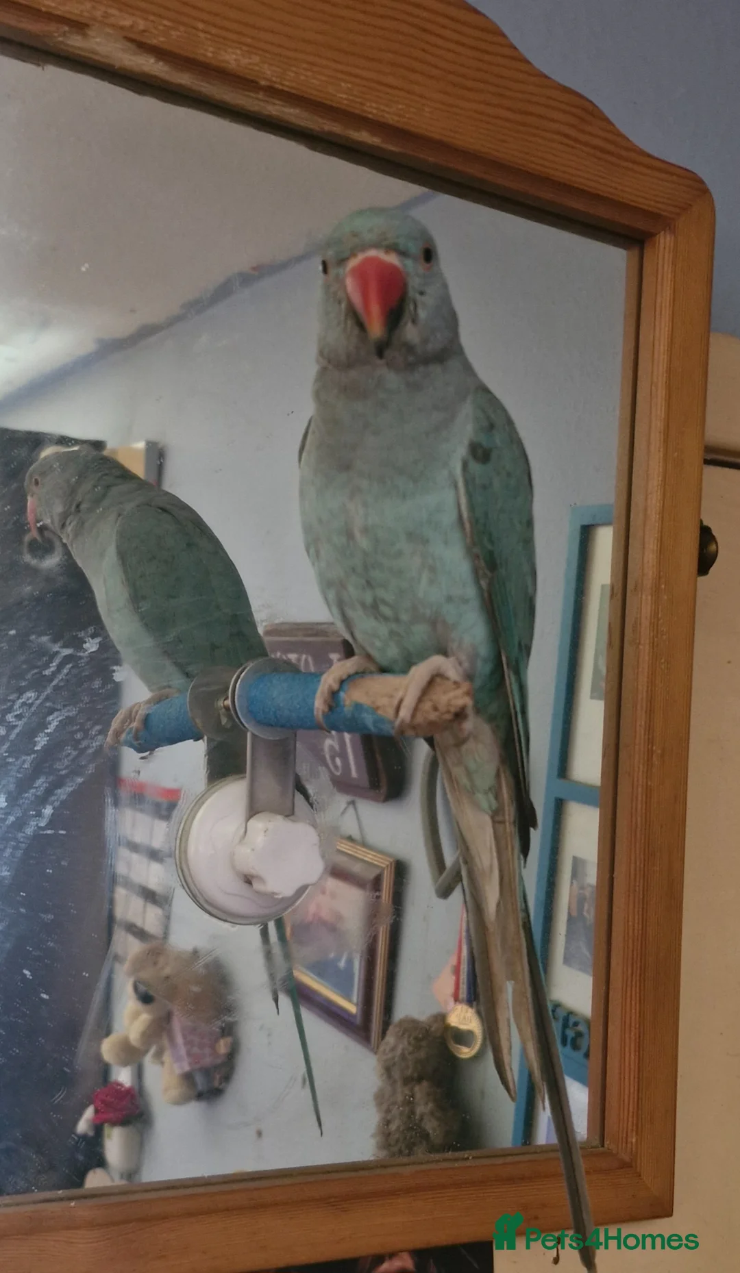 Ringnecks birds for sale: 2 birds for rehoming  in Lochgelly - Advert 1