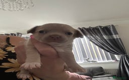 Chihuahua dogs for sale: Full pedigree Chihuahua puppies - Image 6