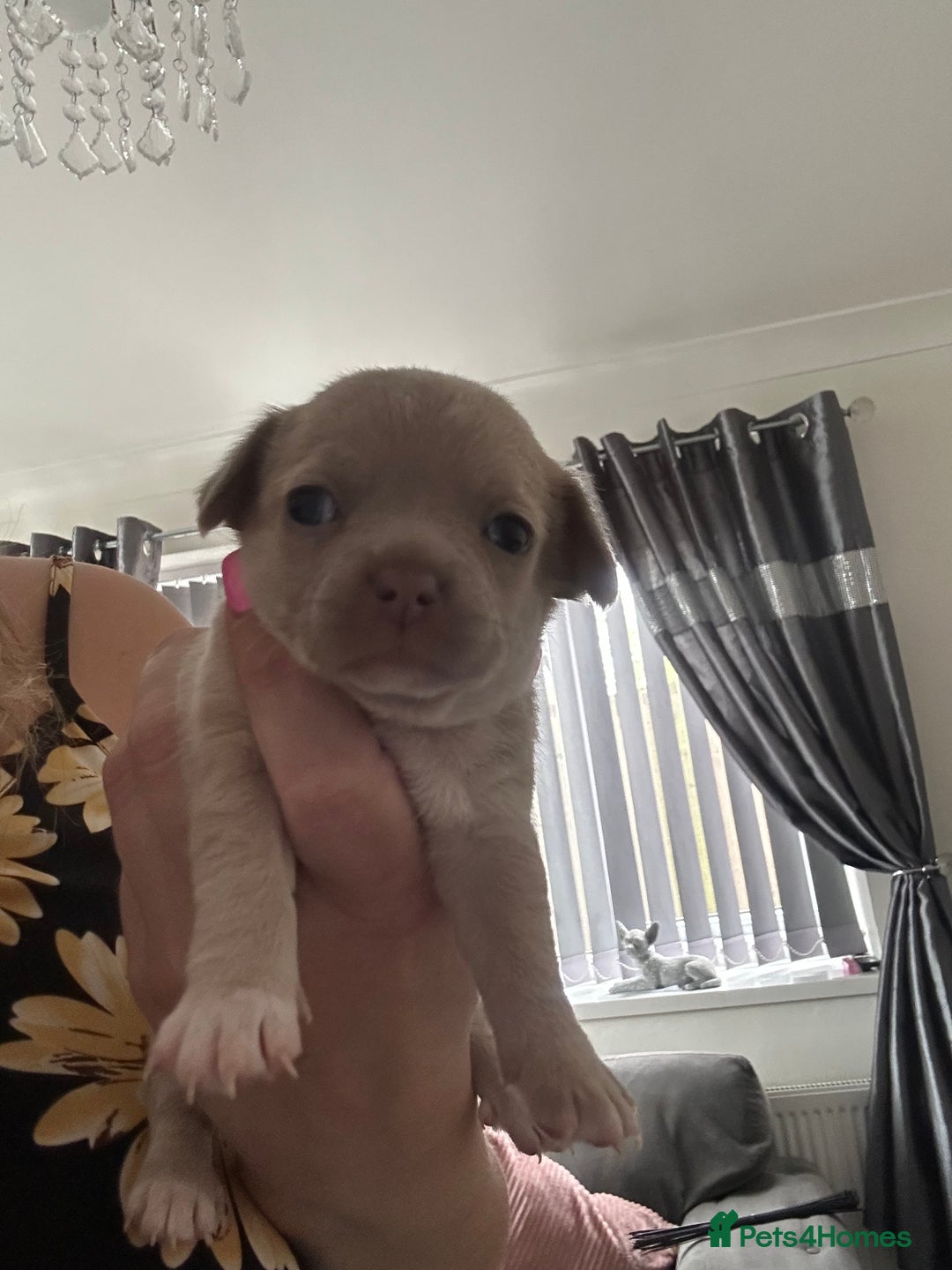 Chihuahua dogs for sale: Full pedigree Chihuahua puppies - Image 6