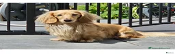 Miniature Dachshund dogs for sale:  Mini dachshund puppies- READY TUESDAY  - Advert 7