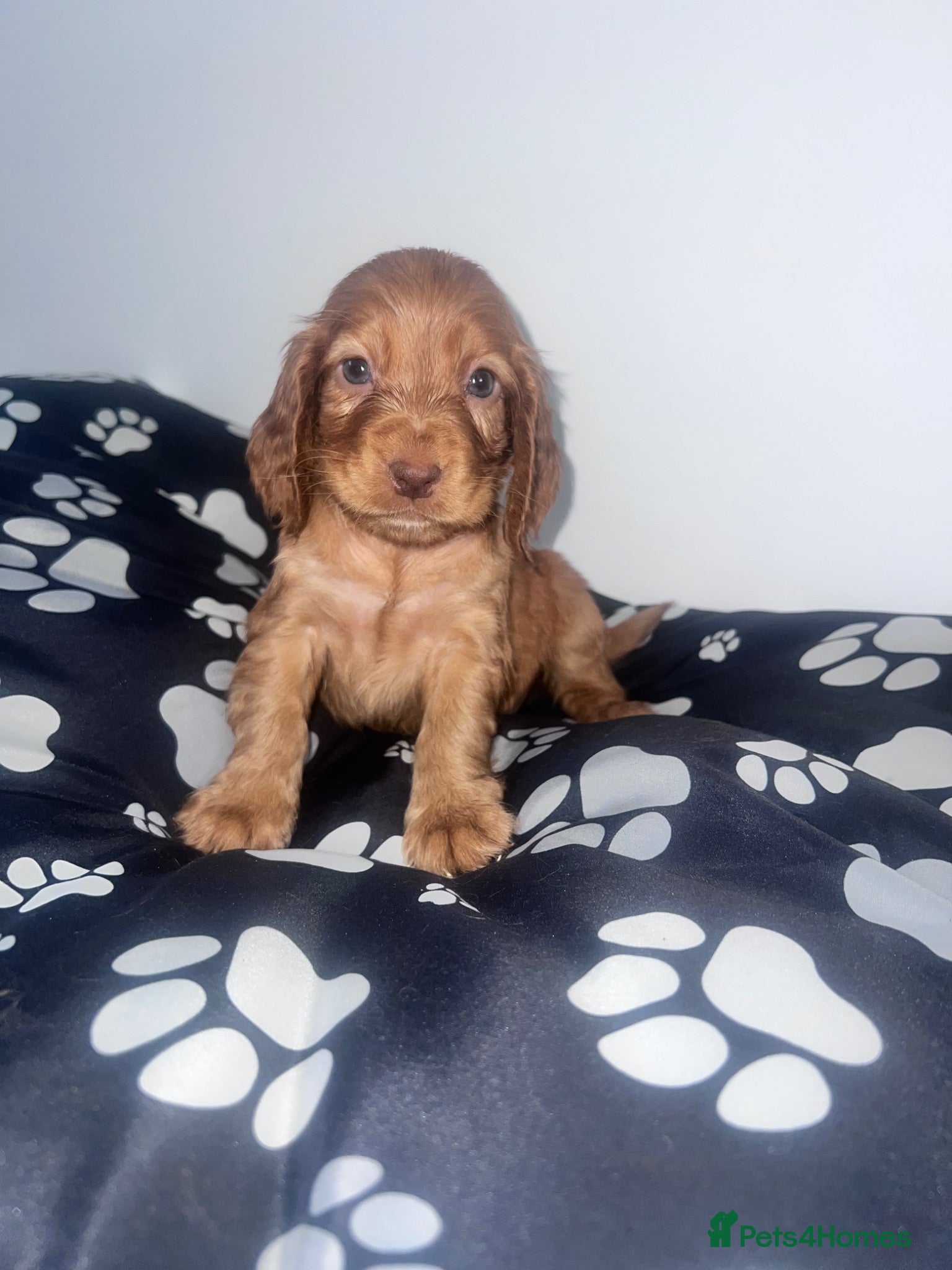 Cocker Spaniel dogs Ready to leavein4 days Outstanding Cocker spaniels - Advert 2