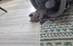 British Shorthair cats for sale: British shorthair kittens  - Image 16