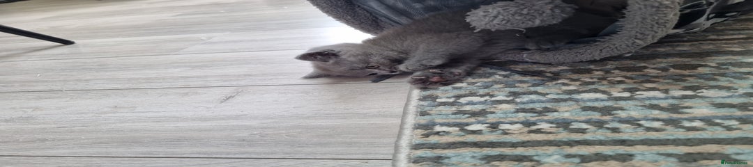 British Shorthair Kitten 7
