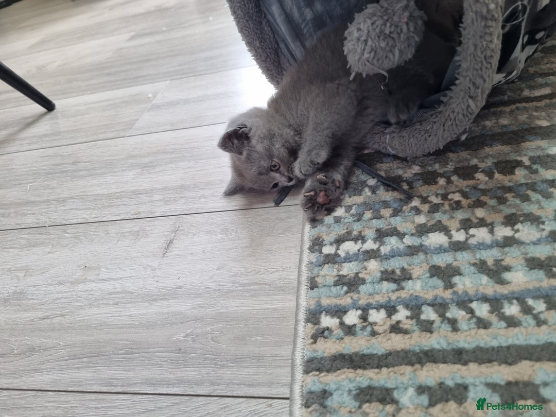 British Shorthair cats for sale: British shorthair kittens  - Image 16