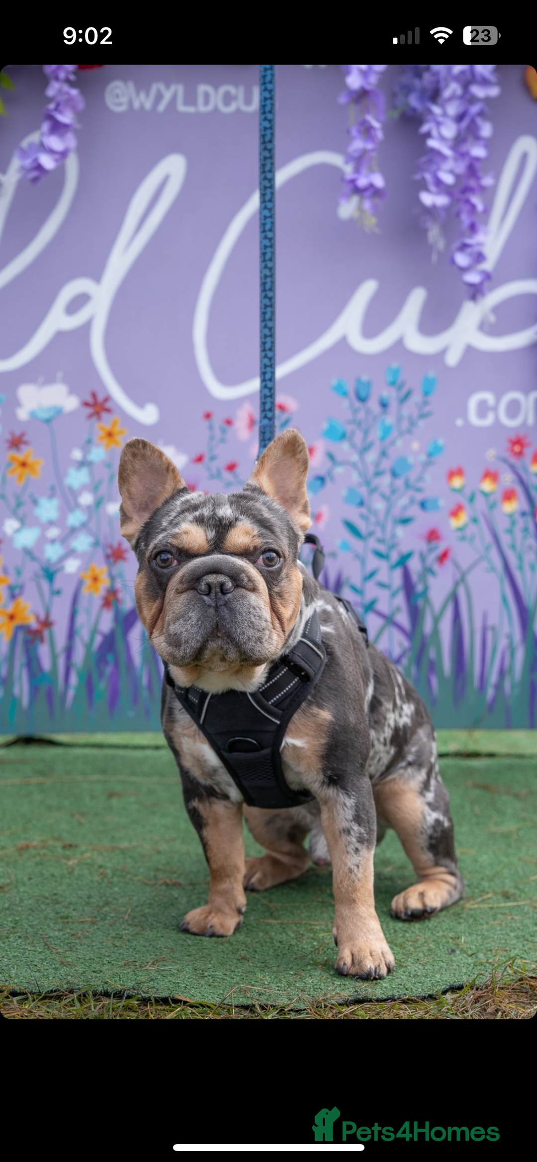 French Bulldog dogs for sale: Beautiful KC registered French Bulldog puppies - Advert 12