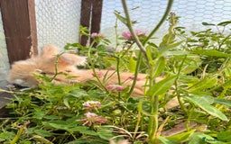 Angora rabbits for sale: Pedigree Full Faced & Maxi Faced English Angoras - Image 24