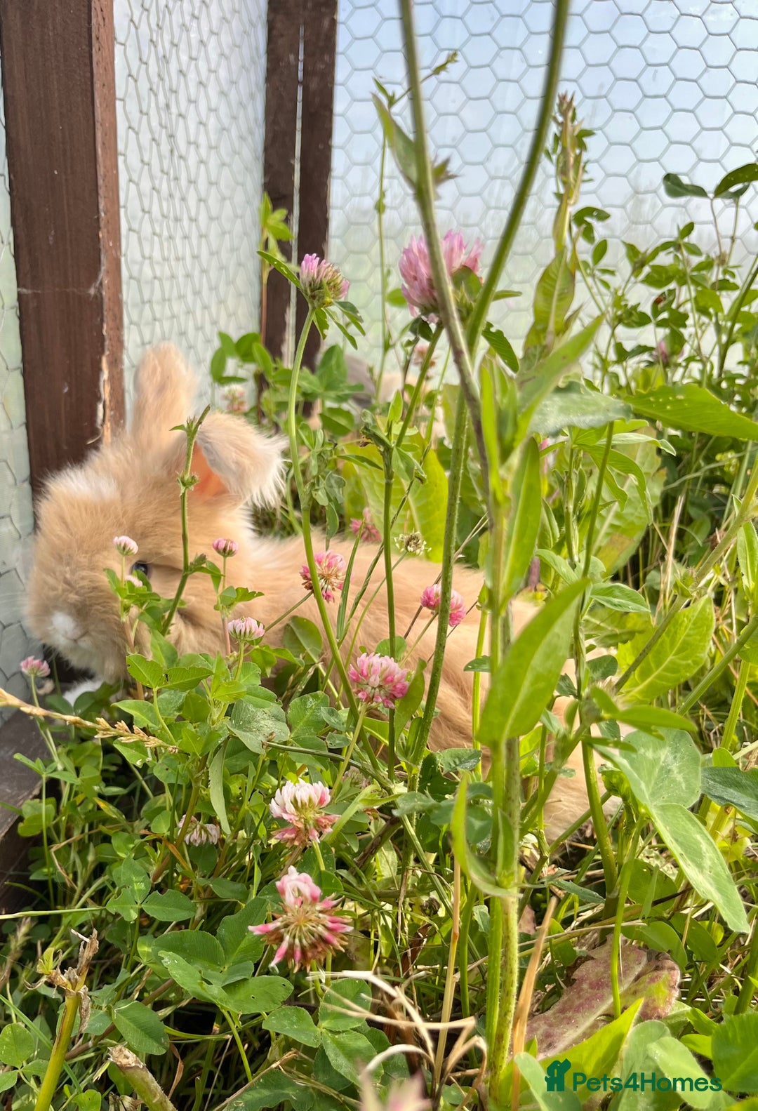 Angora rabbits for sale: Pedigree Full Faced & Maxi Faced English Angoras - Image 24